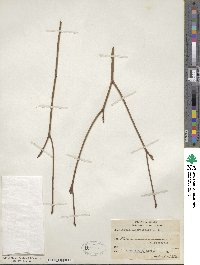 Cornus alternifolia image