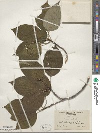 Cornus alternifolia image