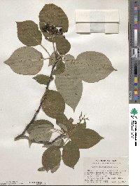 Cornus alternifolia image