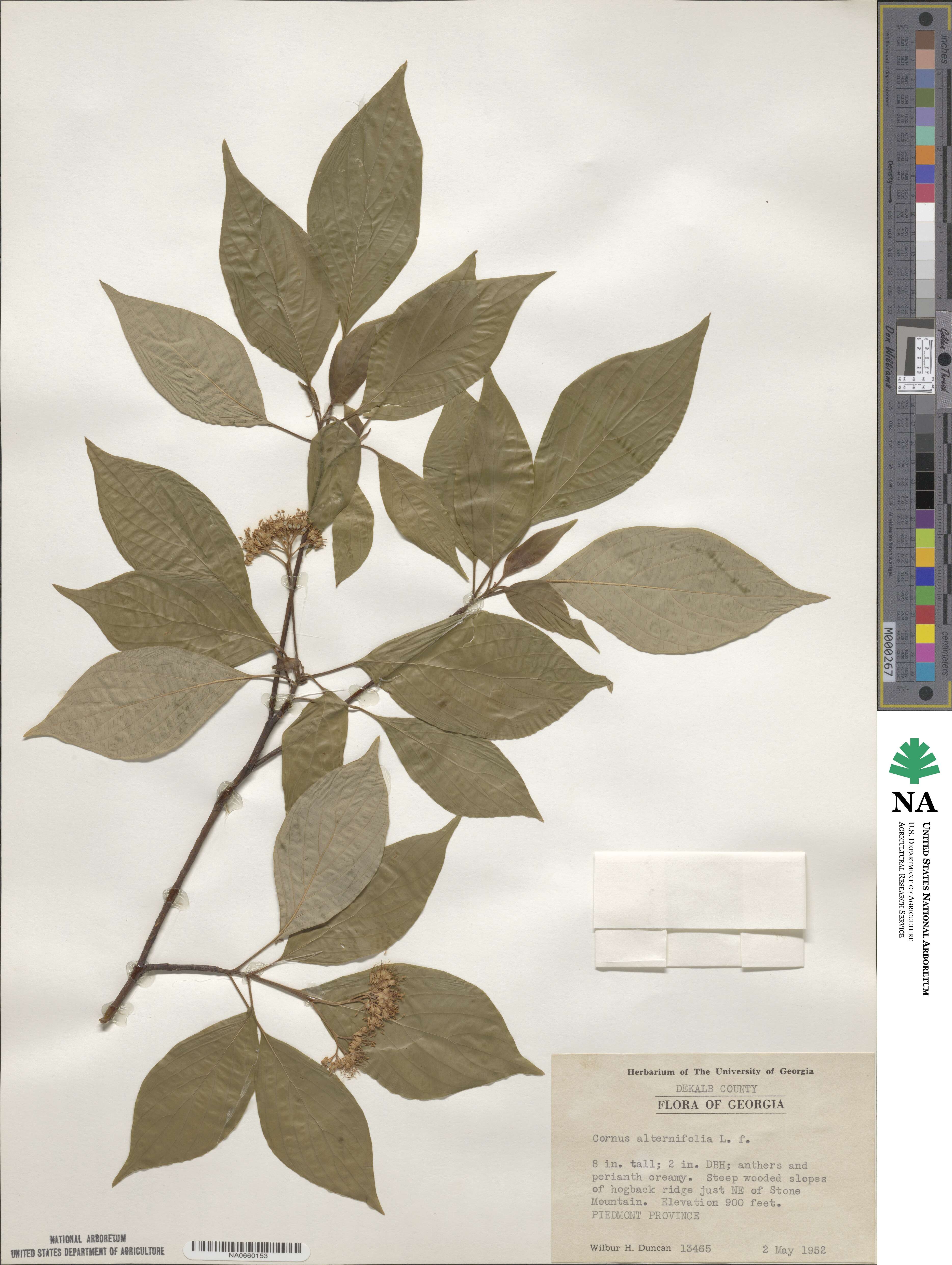 Cornus alternifolia image