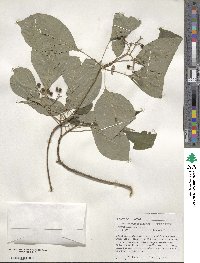 Cornus alternifolia image