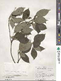 Cornus alternifolia image