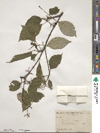 Cornus alternifolia image