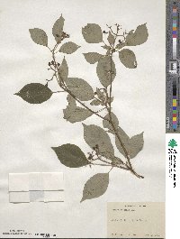 Cornus alternifolia image