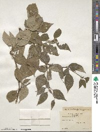 Cornus alternifolia image