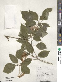 Cornus alternifolia image
