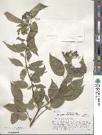 Cornus alternifolia image
