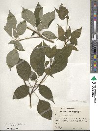 Cornus alternifolia image