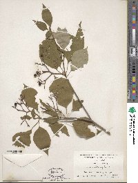 Cornus alternifolia image