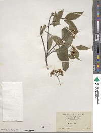 Cornus alternifolia image