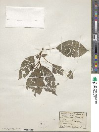 Cornus alternifolia image