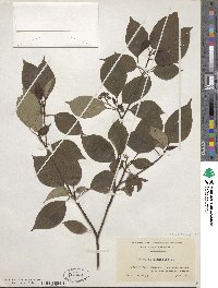 Cornus alternifolia image