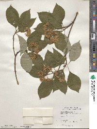 Cornus alternifolia image