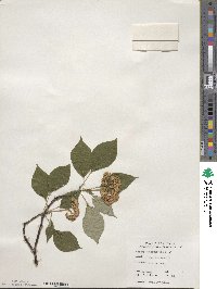 Cornus alternifolia image