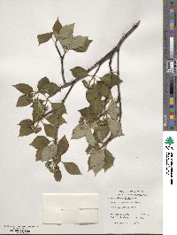 Cornus alternifolia image