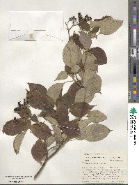 Cornus alternifolia image