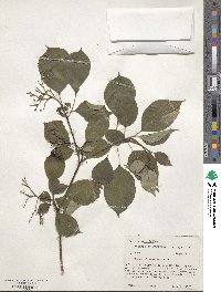 Cornus alternifolia image