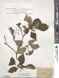 Cornus alternifolia image