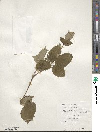 Cornus alternifolia image