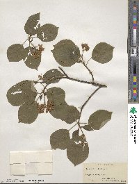 Cornus alternifolia image