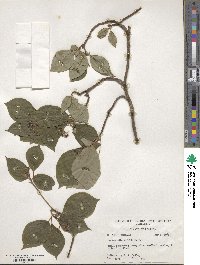 Cornus alternifolia image