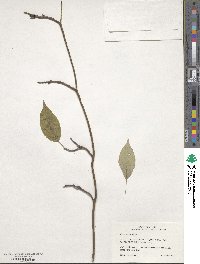 Cornus alternifolia image