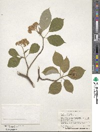 Cornus alternifolia image