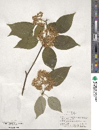 Cornus alternifolia image