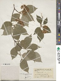 Cornus alternifolia image