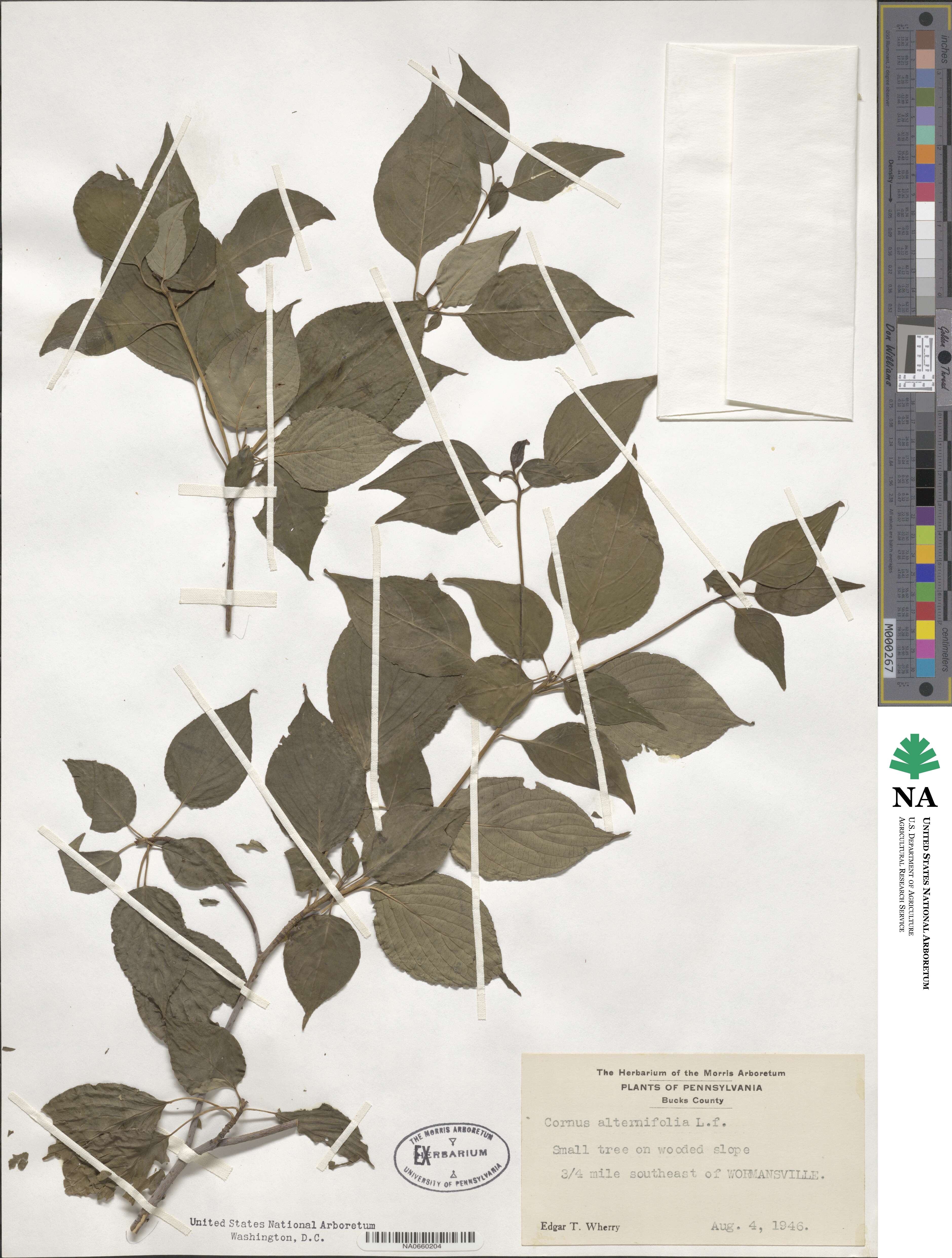 Cornus image
