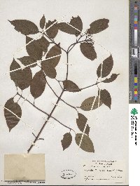 Cornus amomum image