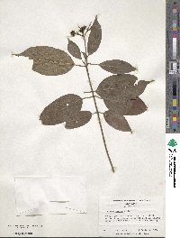 Cornus amomum image