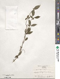 Cornus amomum image