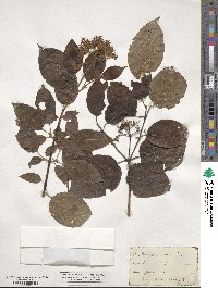 Cornus amomum image