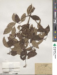 Cornus amomum image