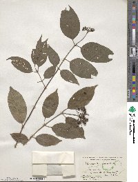 Cornus amomum image