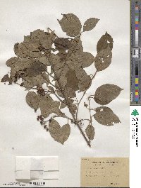 Cornus amomum image