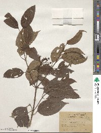 Cornus amomum image