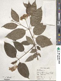 Cornus amomum image