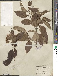 Cornus amomum image