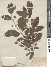 Cornus amomum image