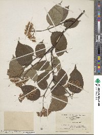 Cornus amomum image