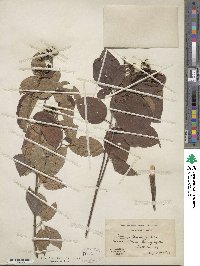 Cornus amomum image