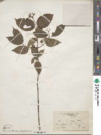 Cornus amomum image