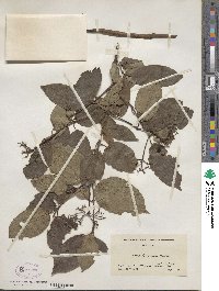 Cornus amomum image