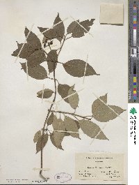 Cornus amomum image