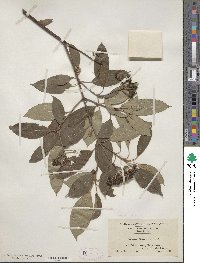 Cornus amomum image