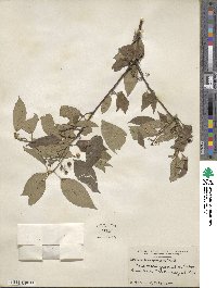 Cornus amomum image