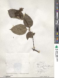 Cornus amomum image