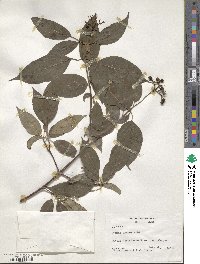 Cornus amomum image